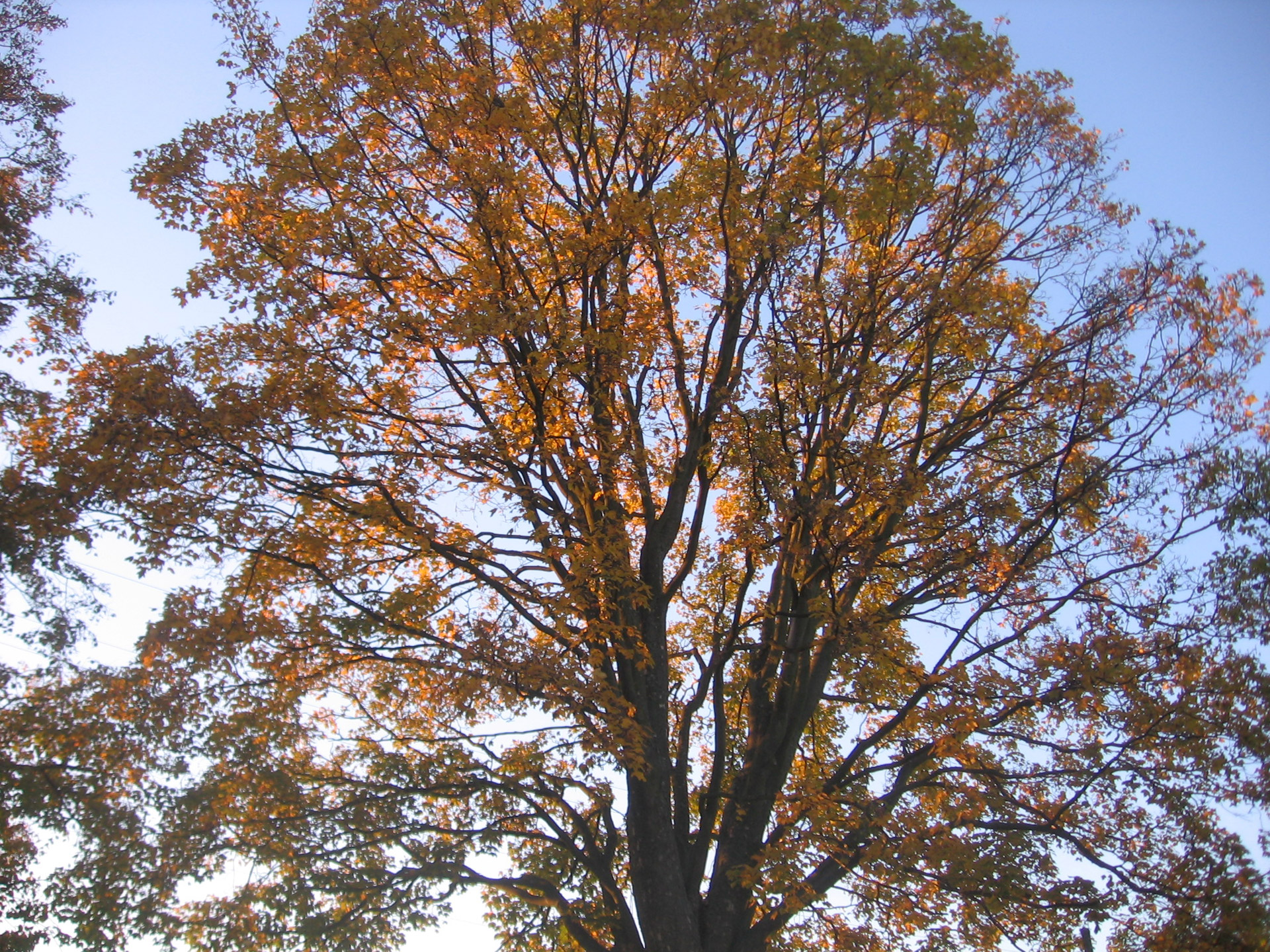 trees leaves autumn free photo