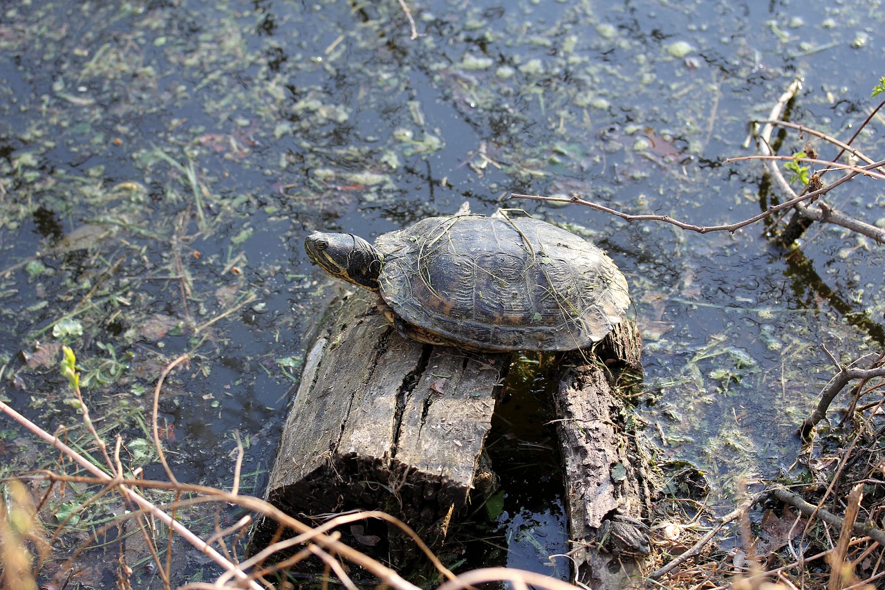 korytnacka  turtle  animal free photo