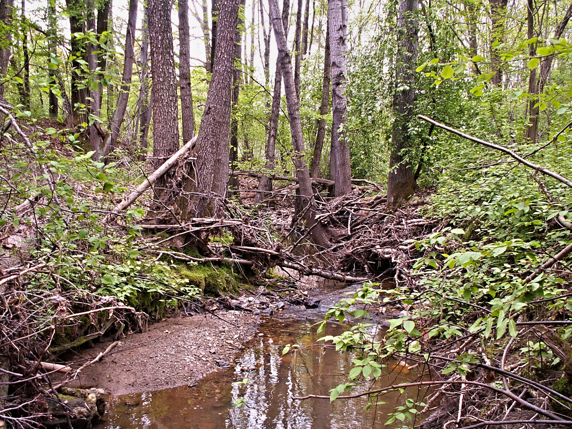 creek forest stream bed free photo