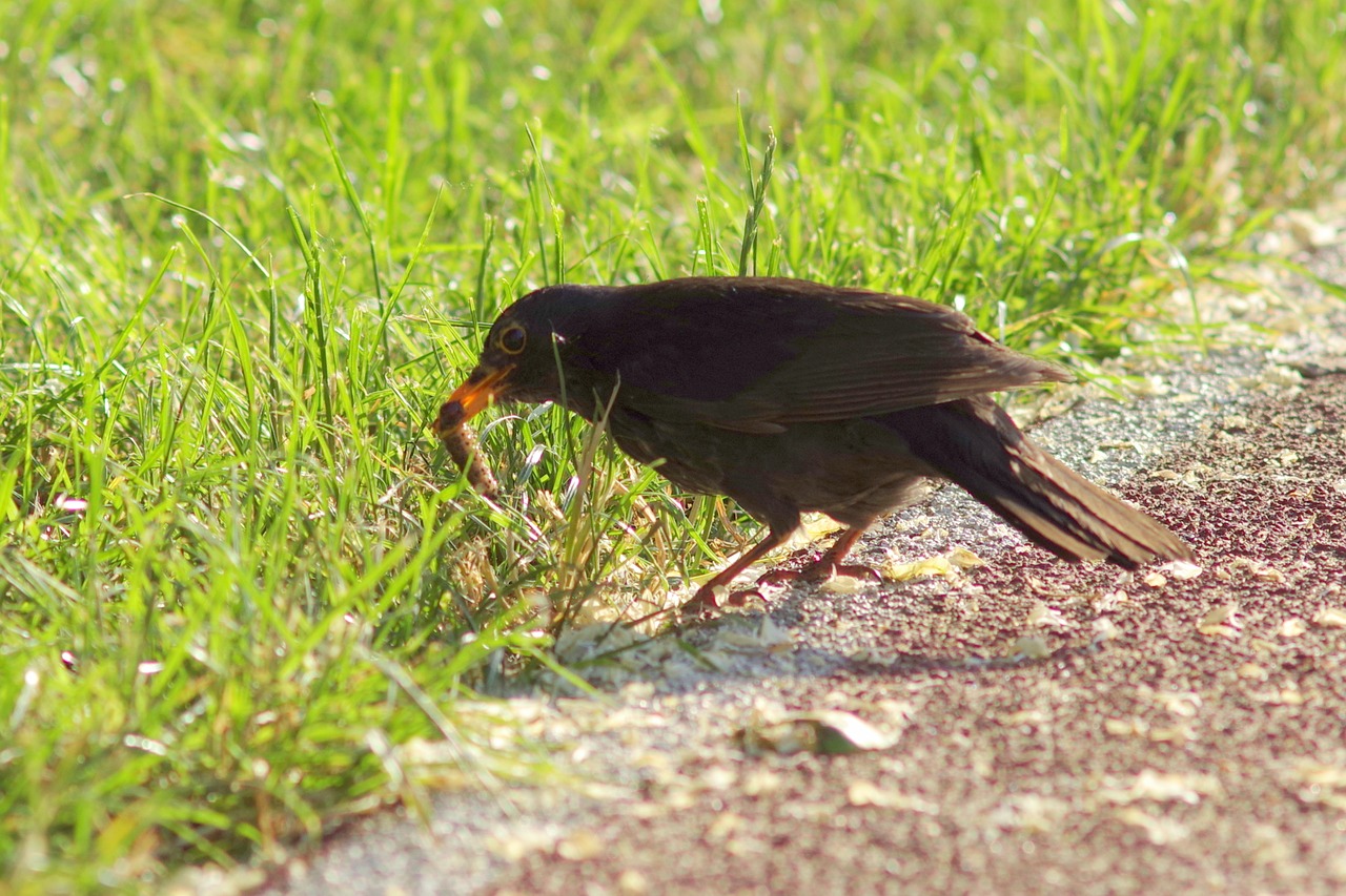 kos bird prey free photo