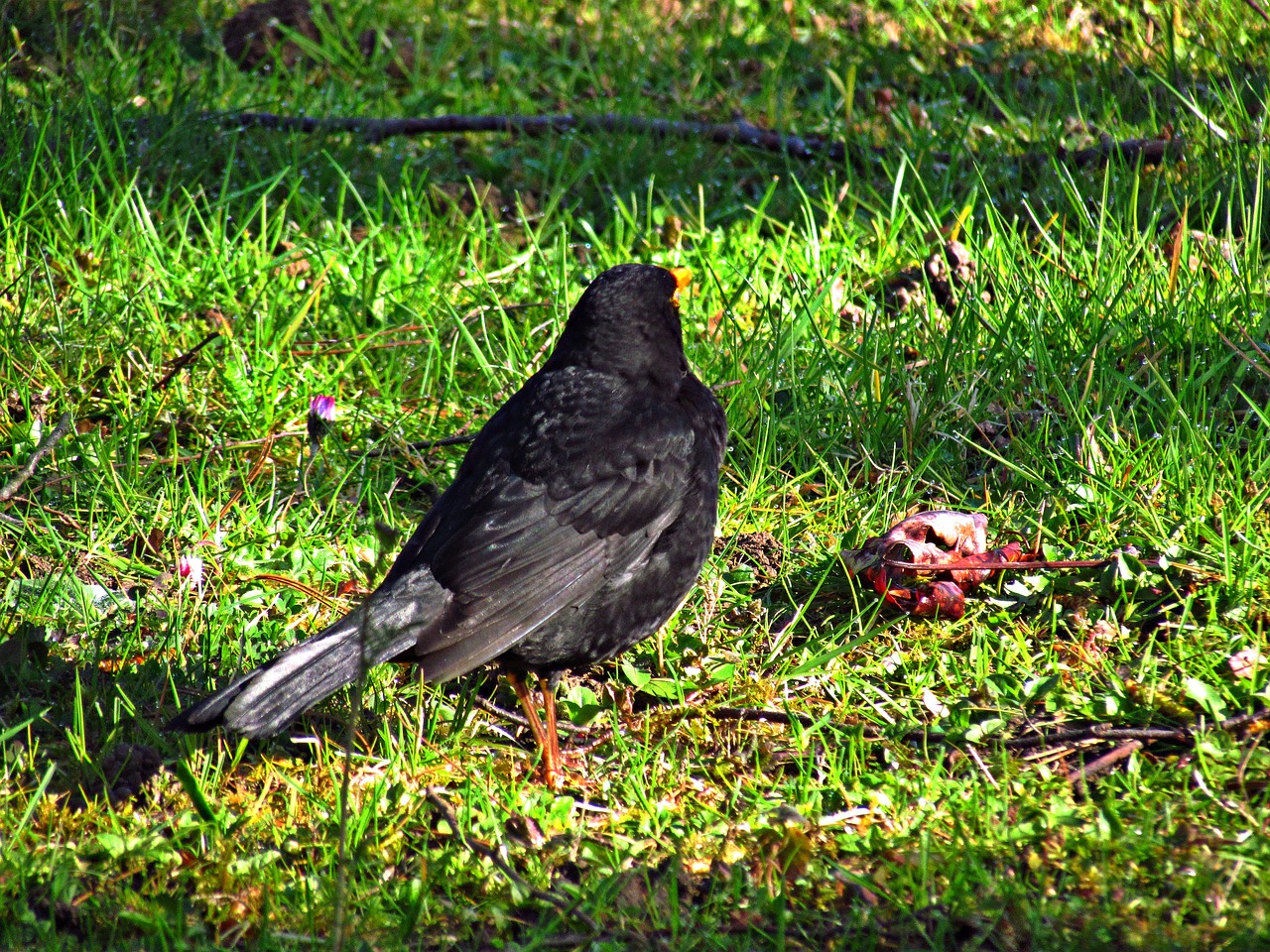 kos park bird free photo