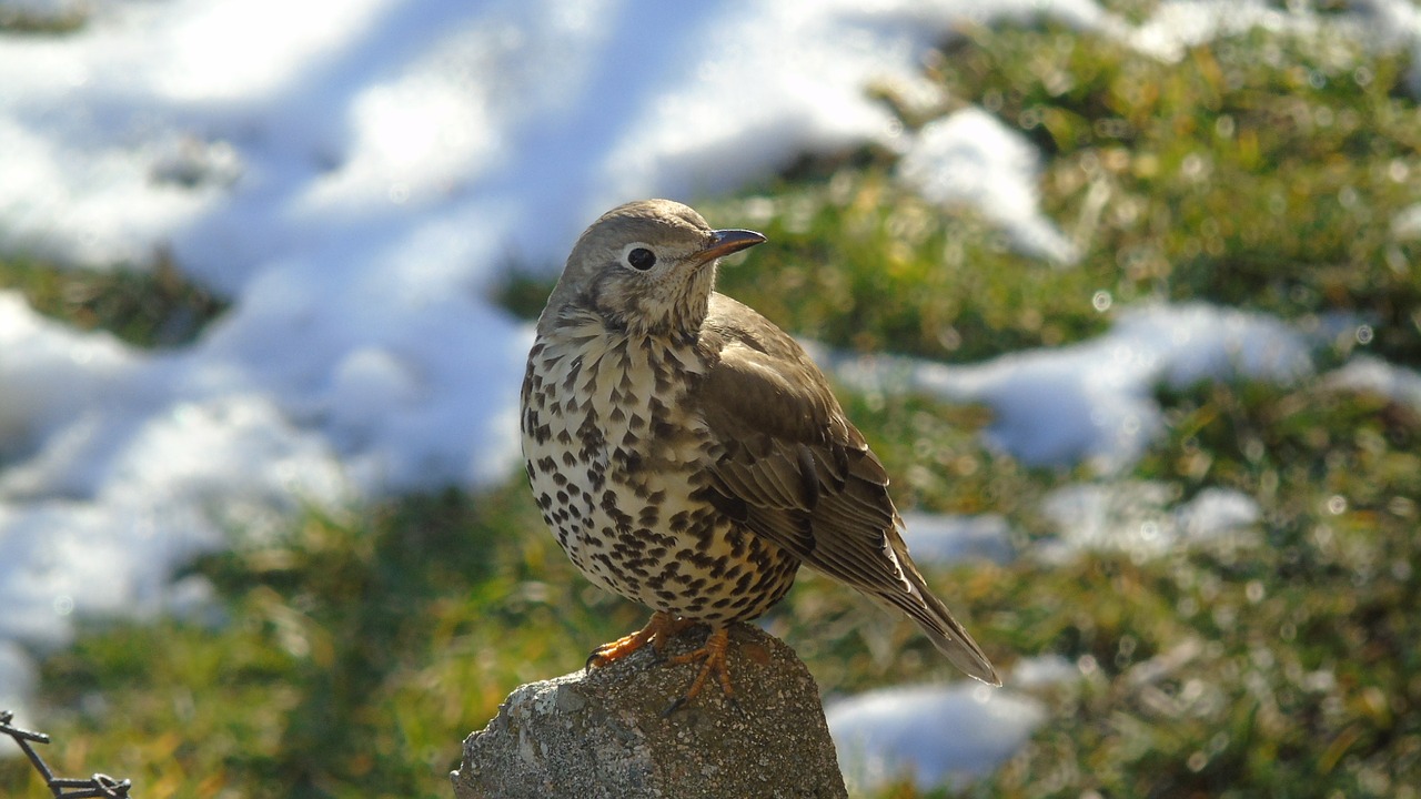 kos bird nature free photo