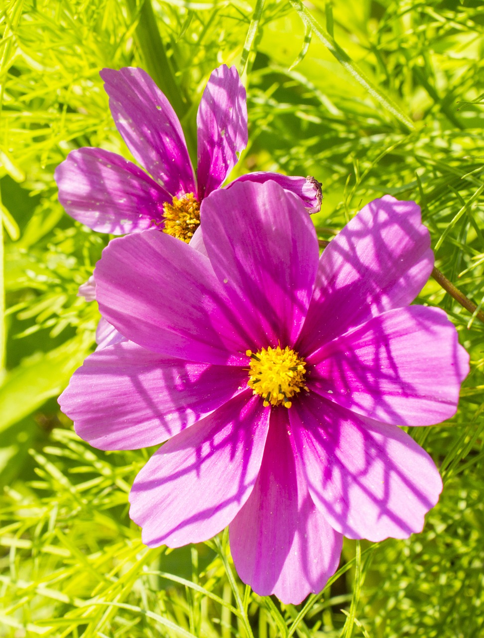 kosméâ cosmos flower flowers free photo