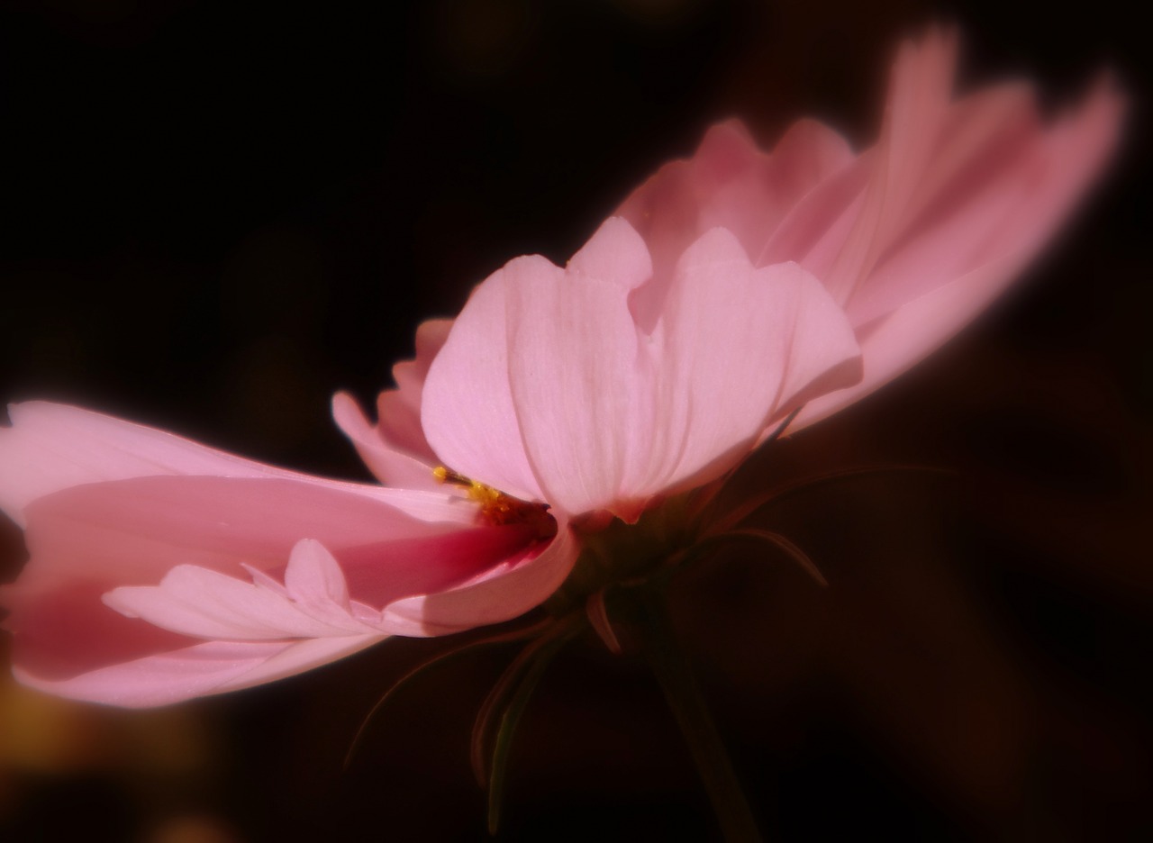 kosmee blossom bloom free photo