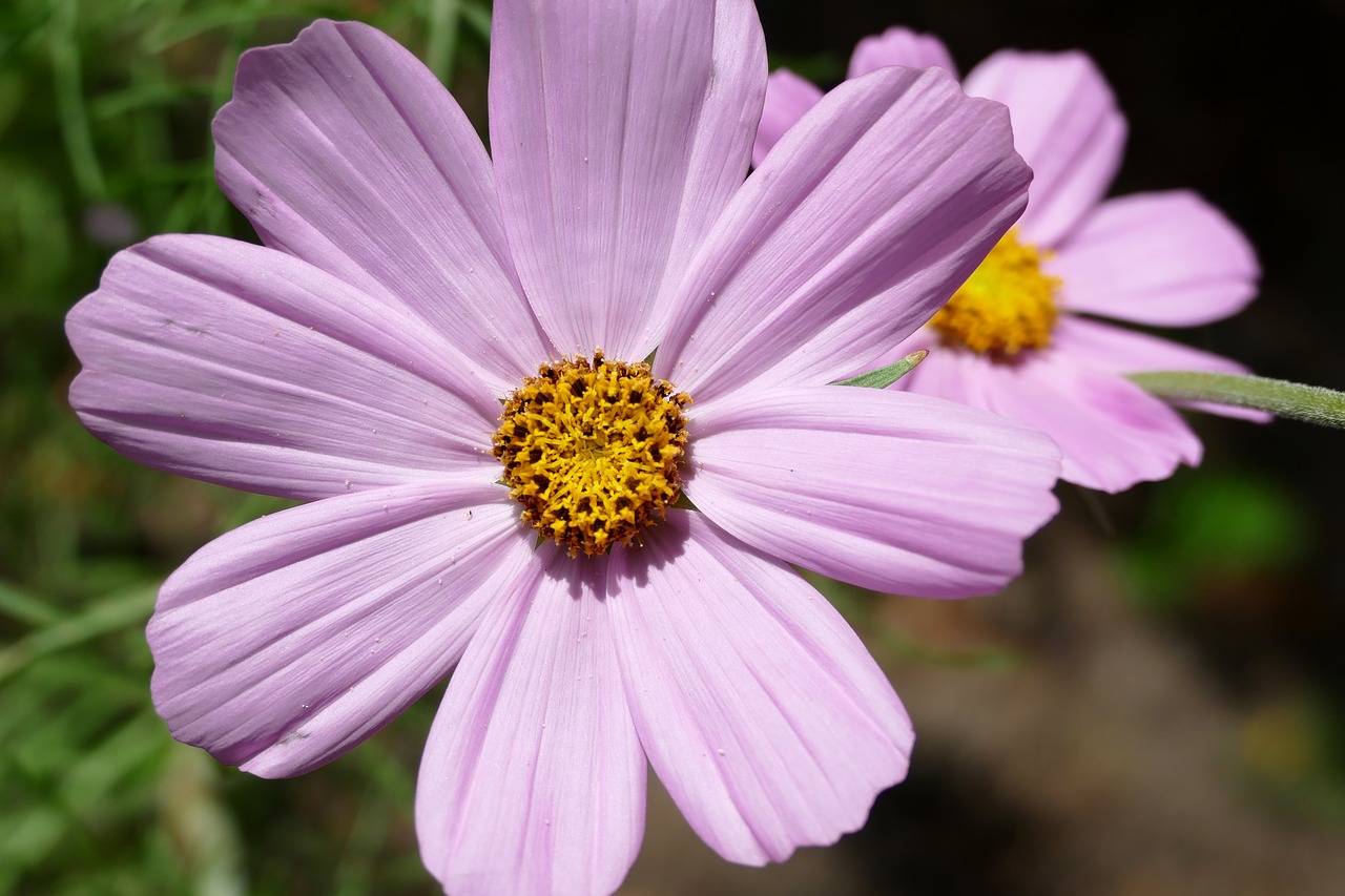 kosmee cosmos pink flower free photo