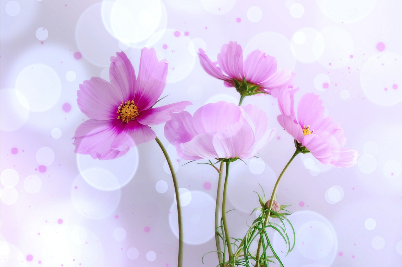 kosmee flowers lichtspiel free photo