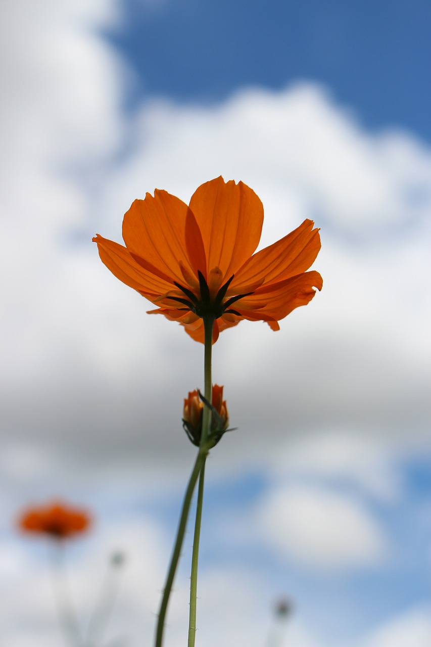 kosmo yellow flower sky free photo