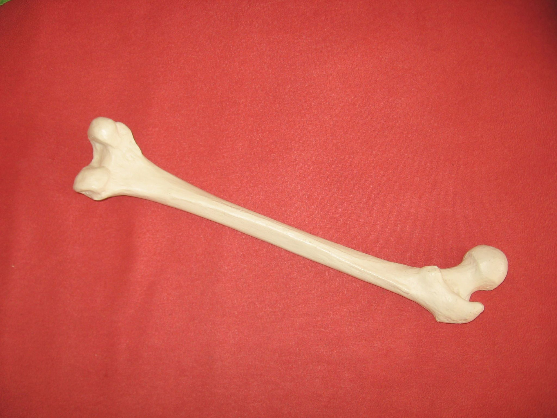 bone skeleton bone free photo