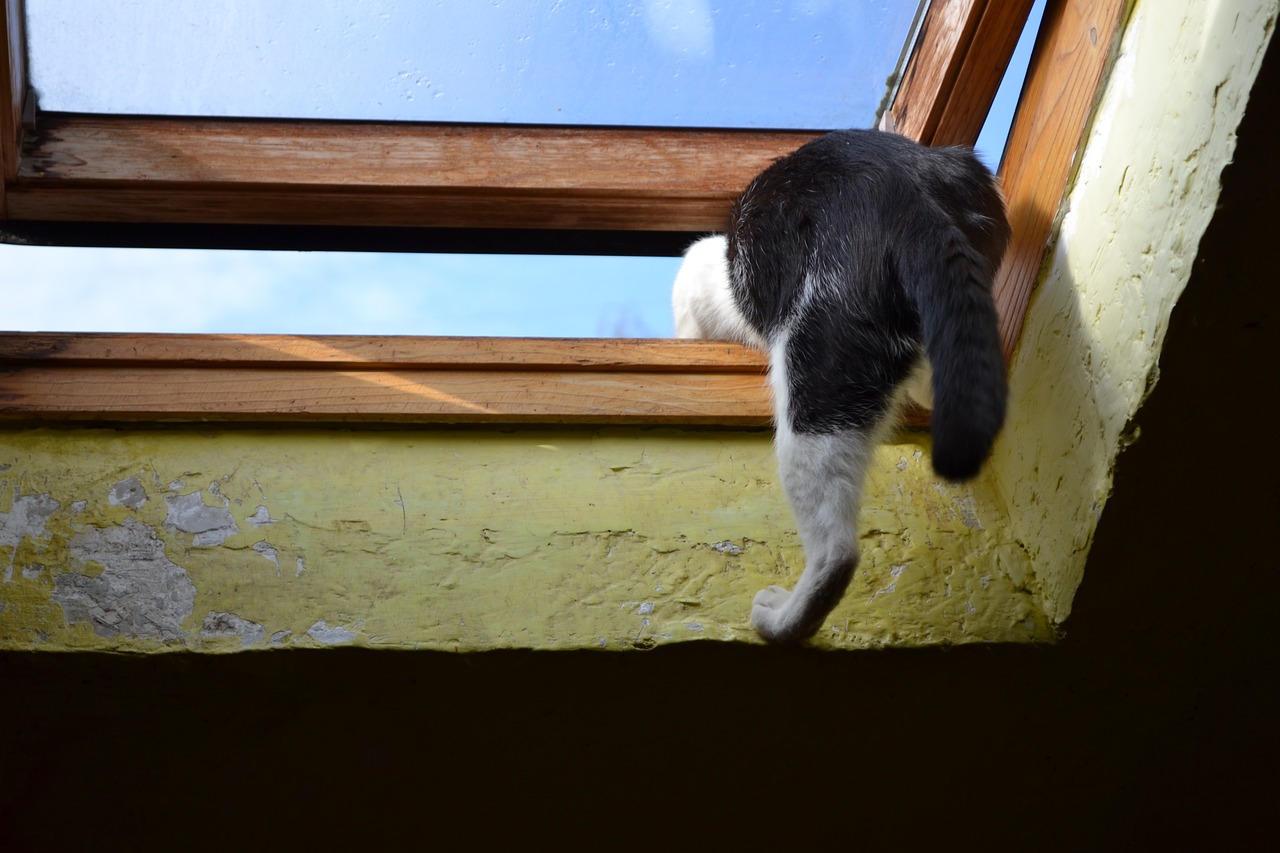 kot climbs through the window out free photo
