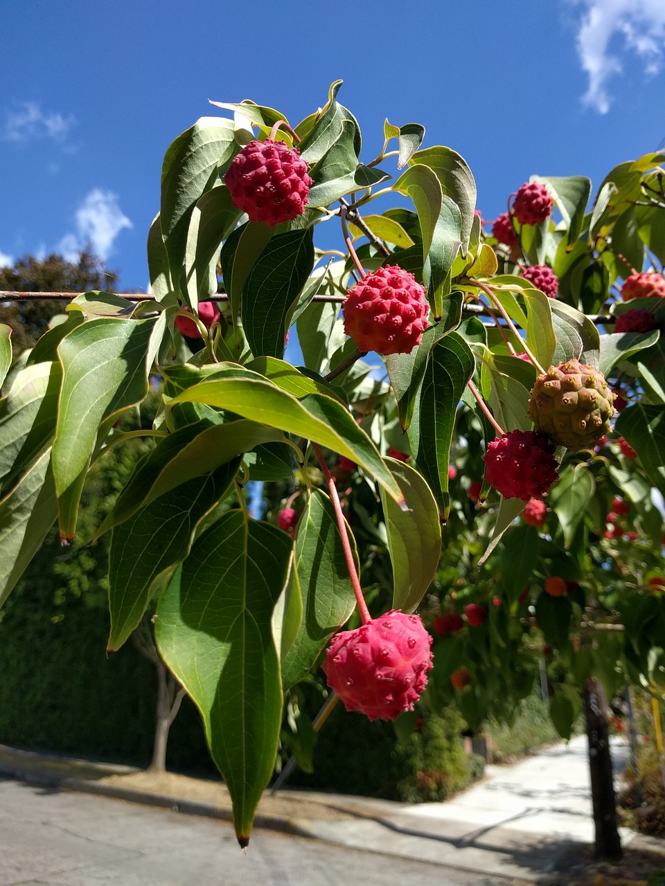 kousa dogwood fruit free photo