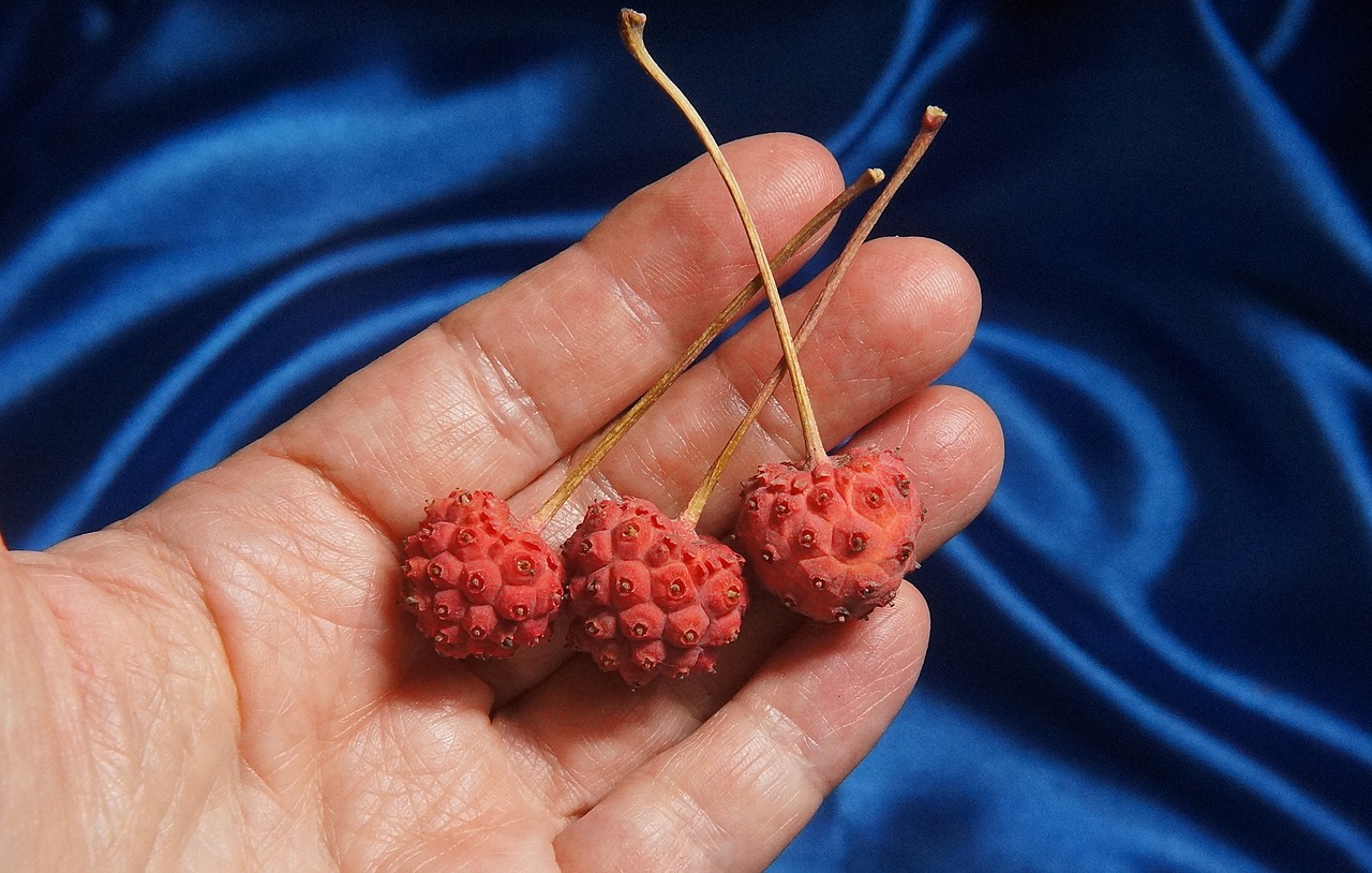 kousa dogwood berries kousa dogwood berry free photo