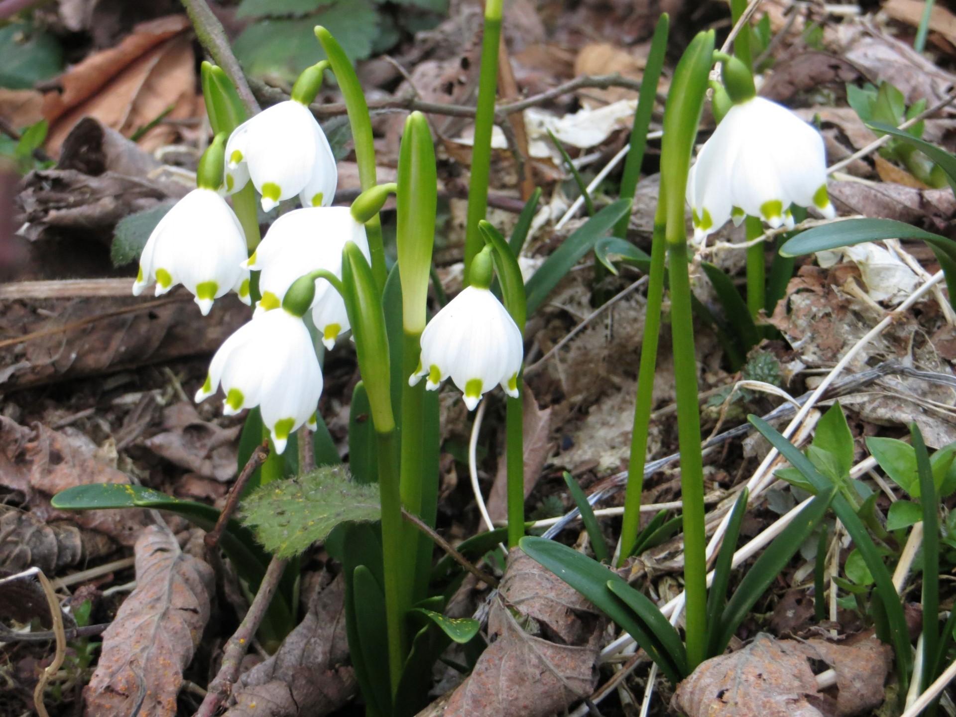 spring snowflake flowers magic snowflake flowers free photo