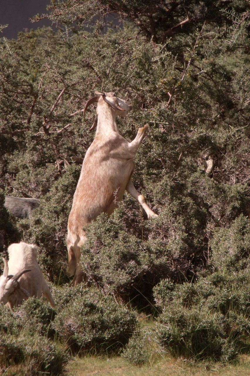 goat shrubs goat free photo