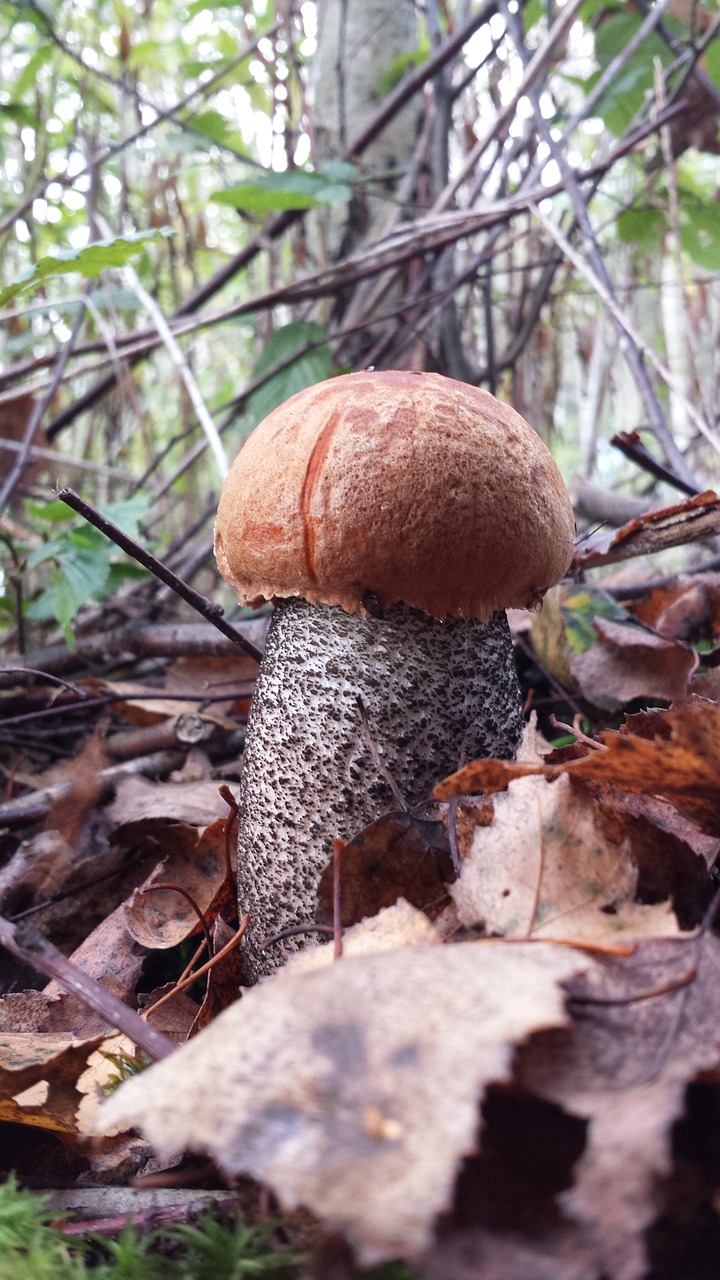 kozak mushroom mushrooms free photo