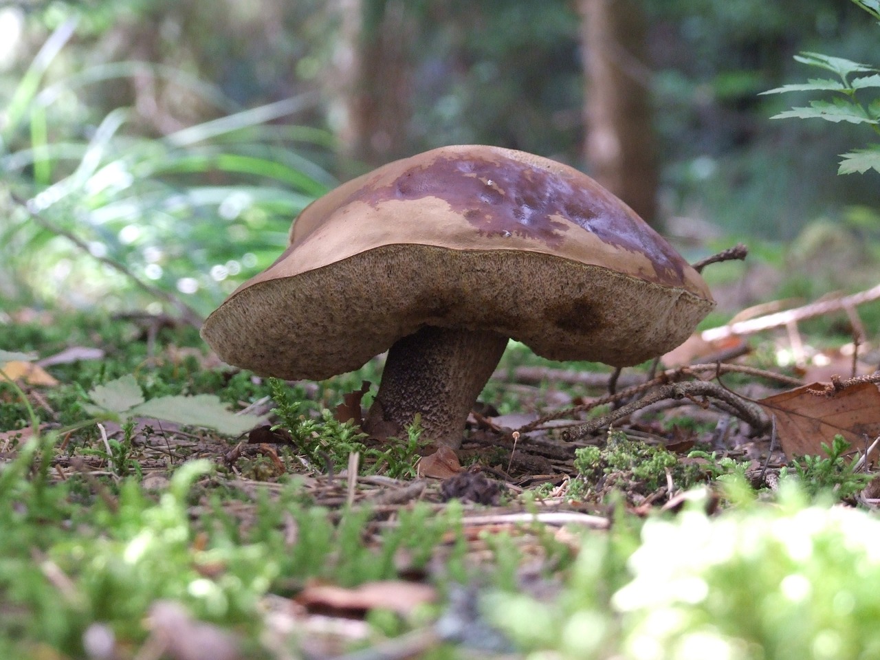 koźlak mushroom autumn free photo