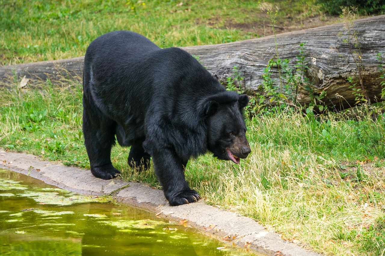 kragenbär  fur  bear free photo