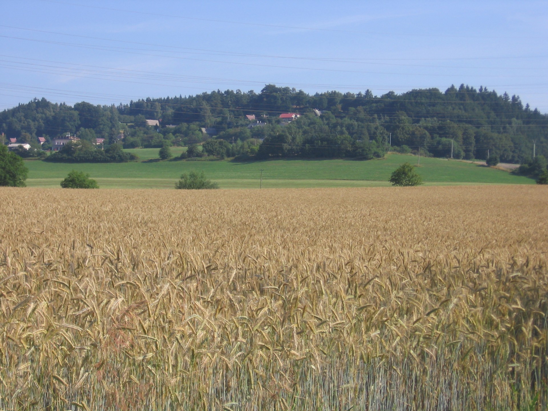 landscape grain summer free photo