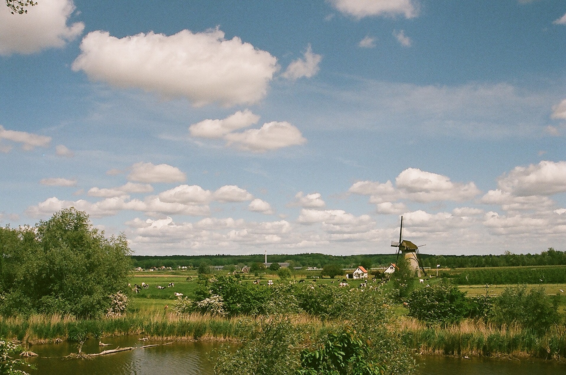 windmill netherlands cows free photo