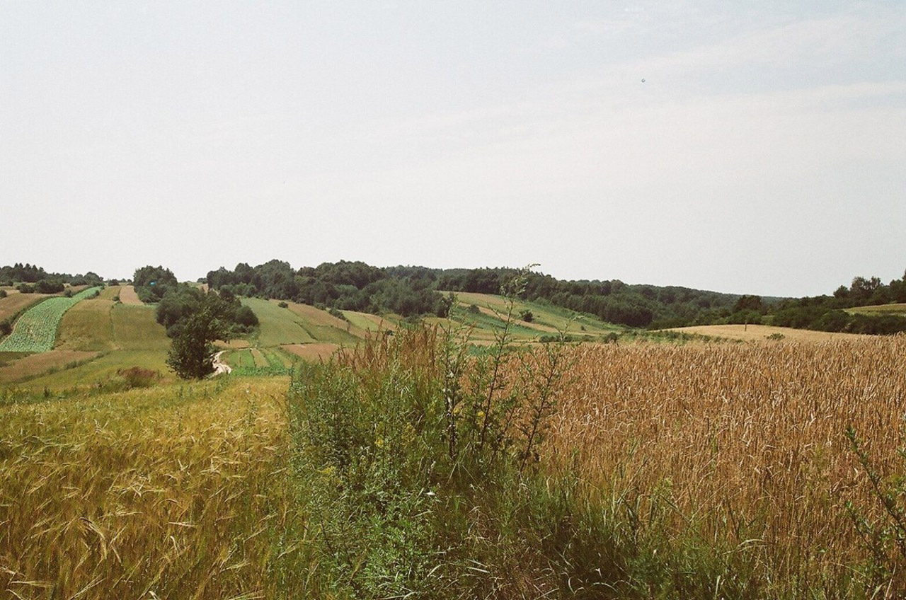 summer grain poland free photo