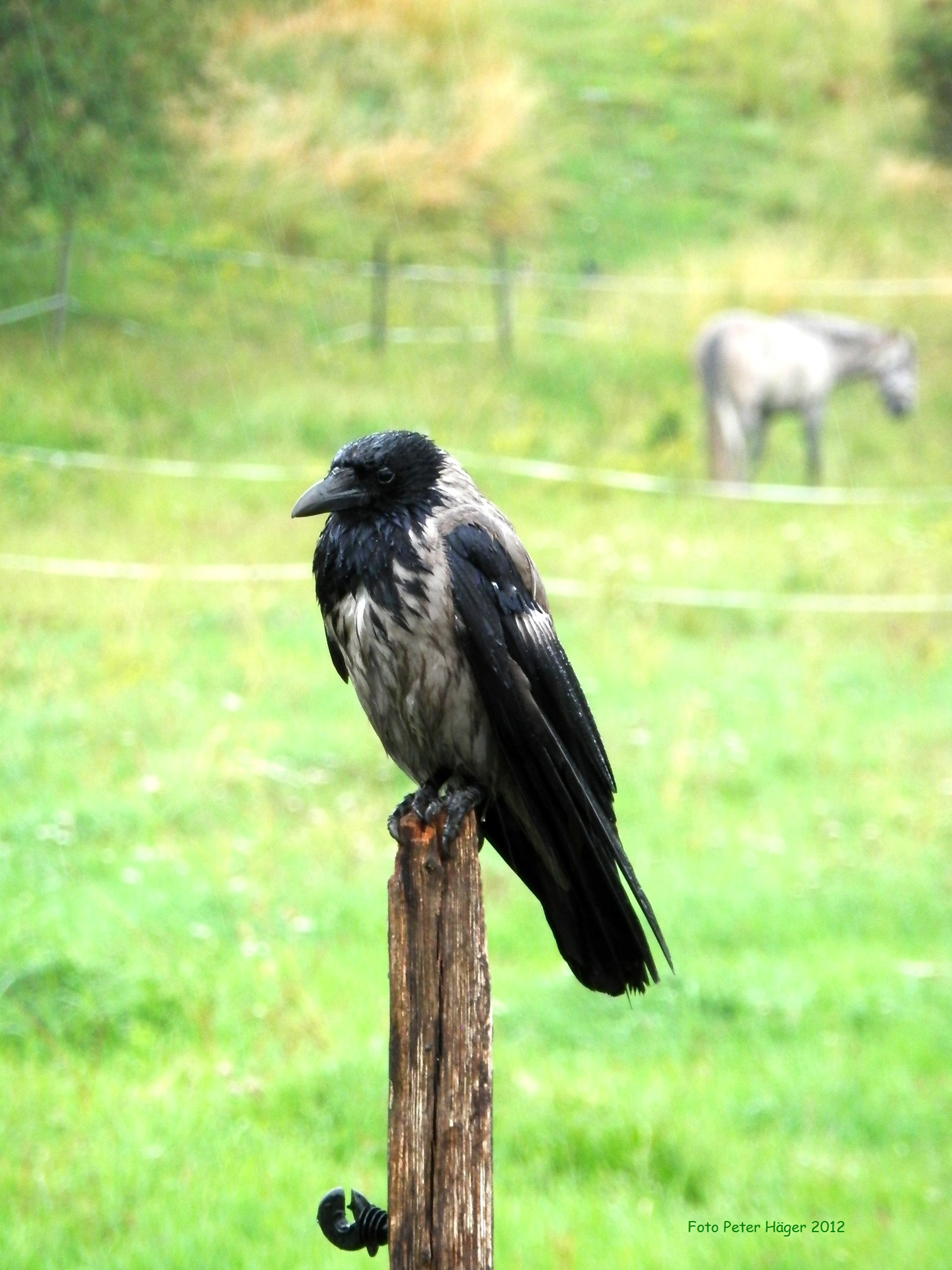 crow bird crow free photo