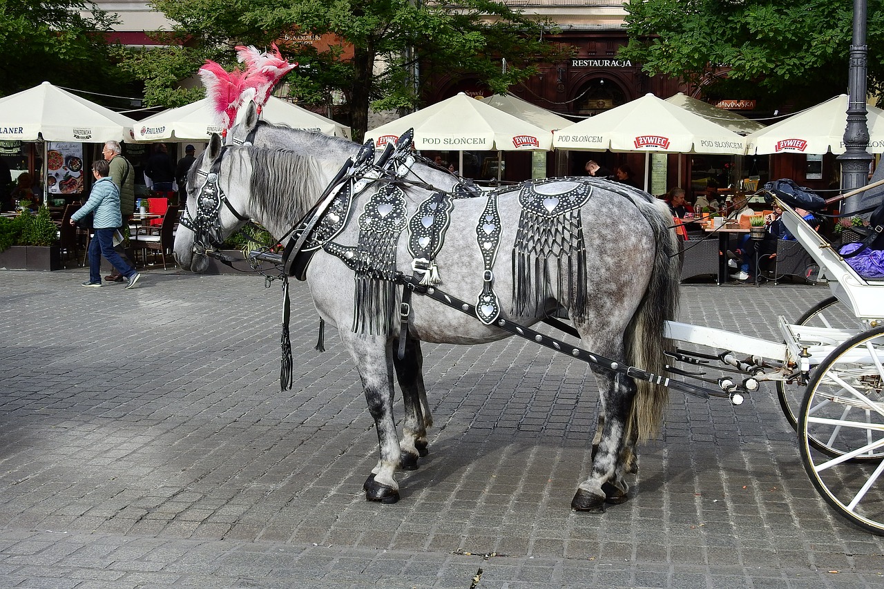 kraków main market horses free photo