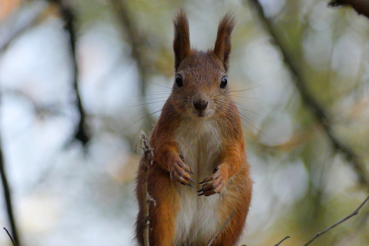 kraków  the squirrel  park free photo