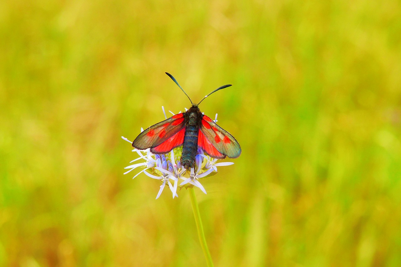 kraśnik pięcioplamek  butterfly day  insect free photo