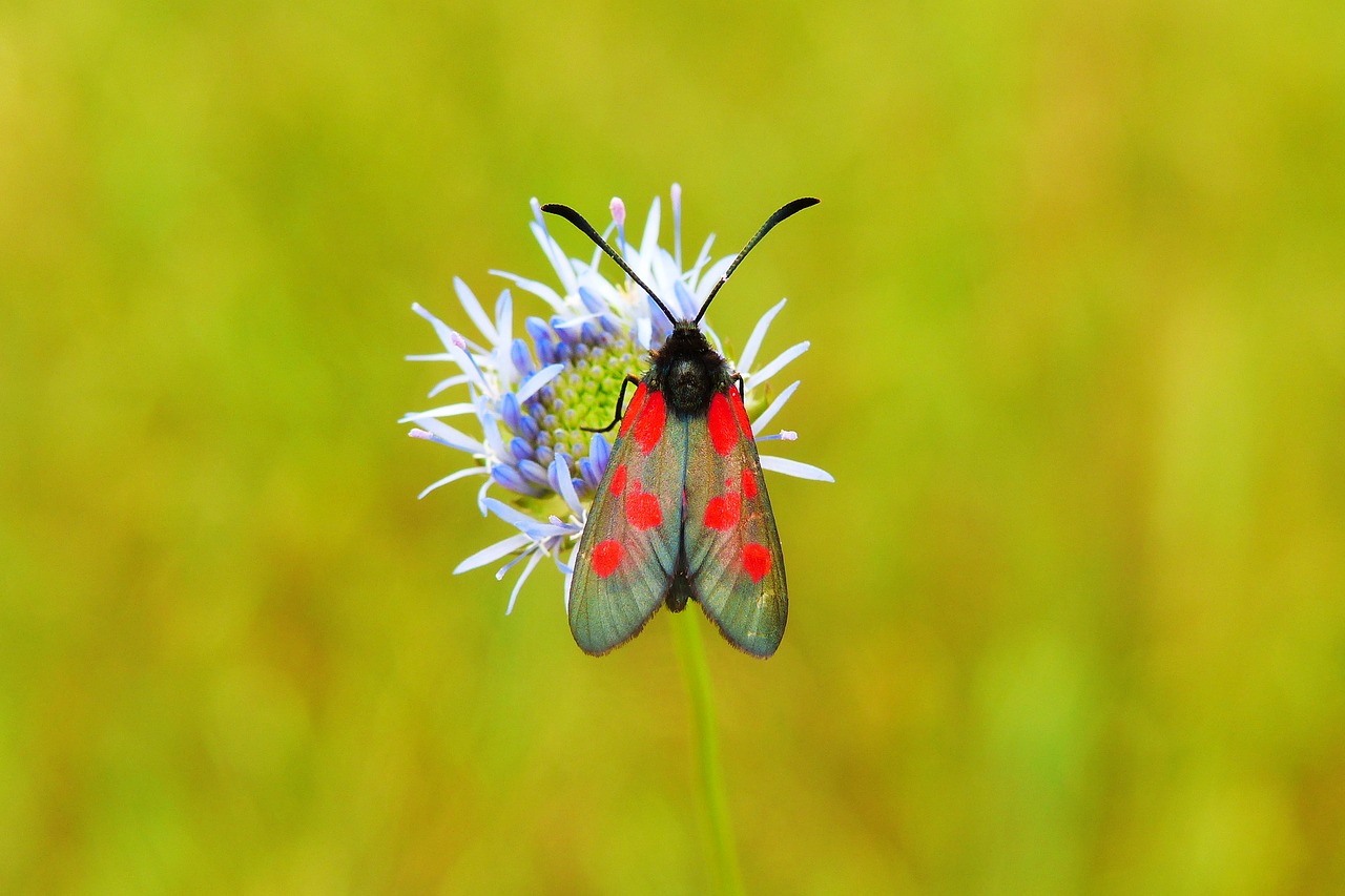 kraśnik pięcioplamek  butterfly day  insect free photo