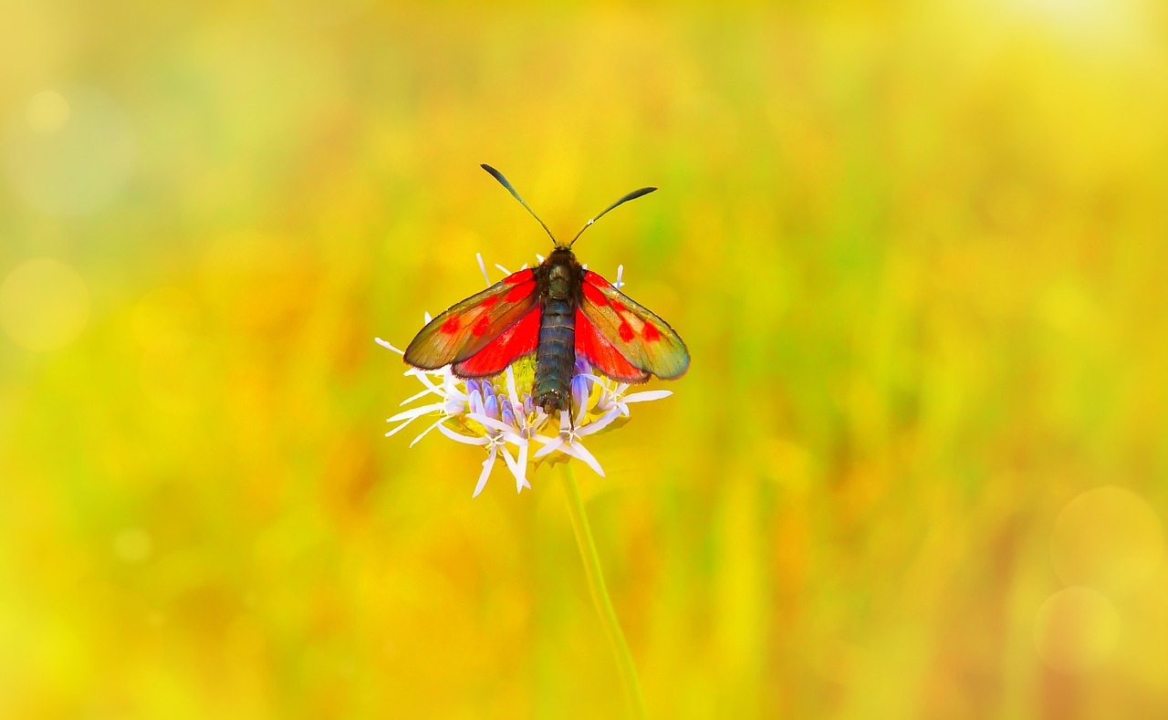 kraśnik pięcioplamek  insect  butterfly day free photo