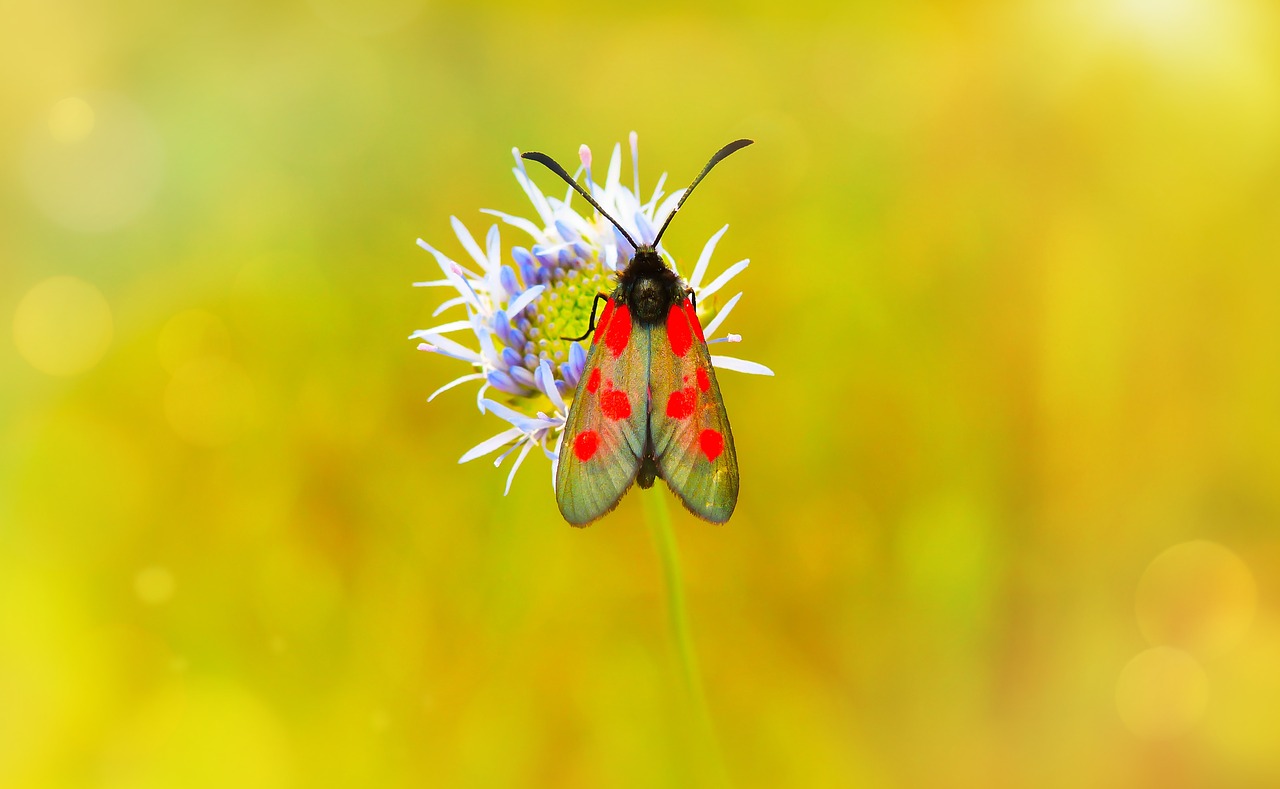 kraśnik pięcioplamek  insect  butterfly day free photo