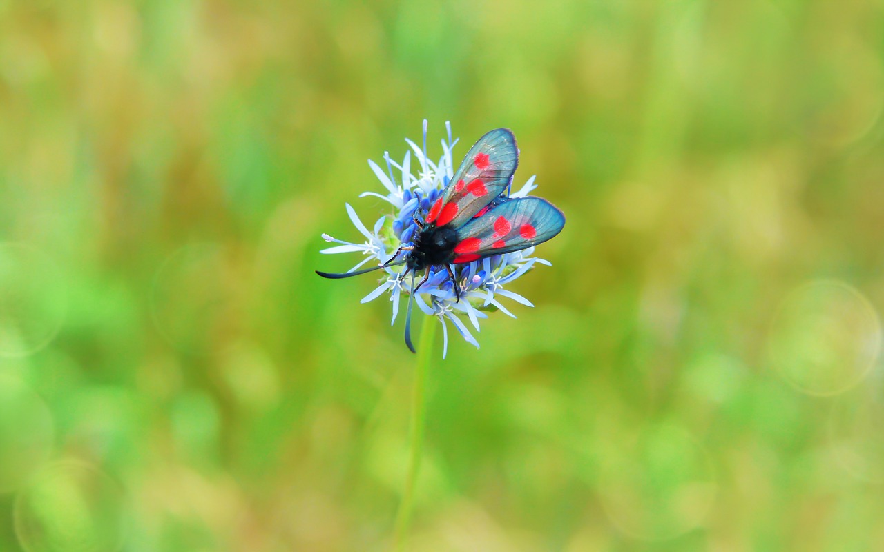 kraśnik pięcioplamek  insect  butterfly day free photo