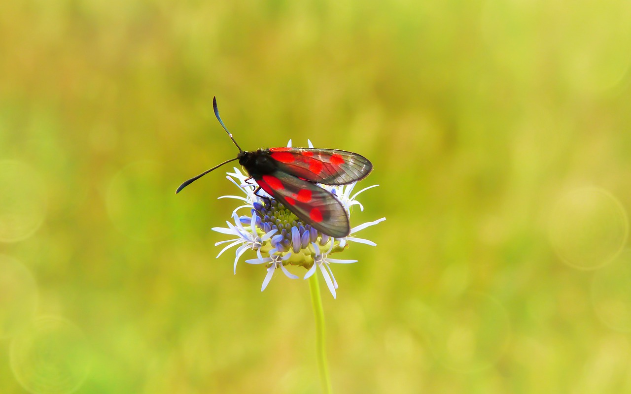 kraśnik pięcioplamek  insect  antennae free photo