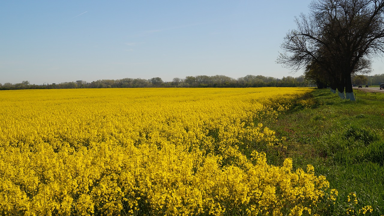 krasnodarskiy kray field spring free photo