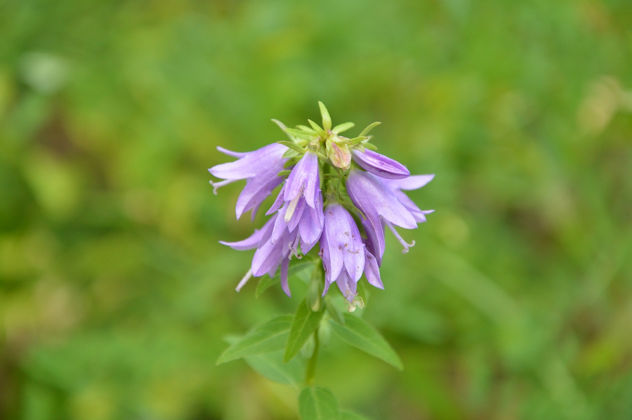 krasnodarskiy kray nature flowers free photo