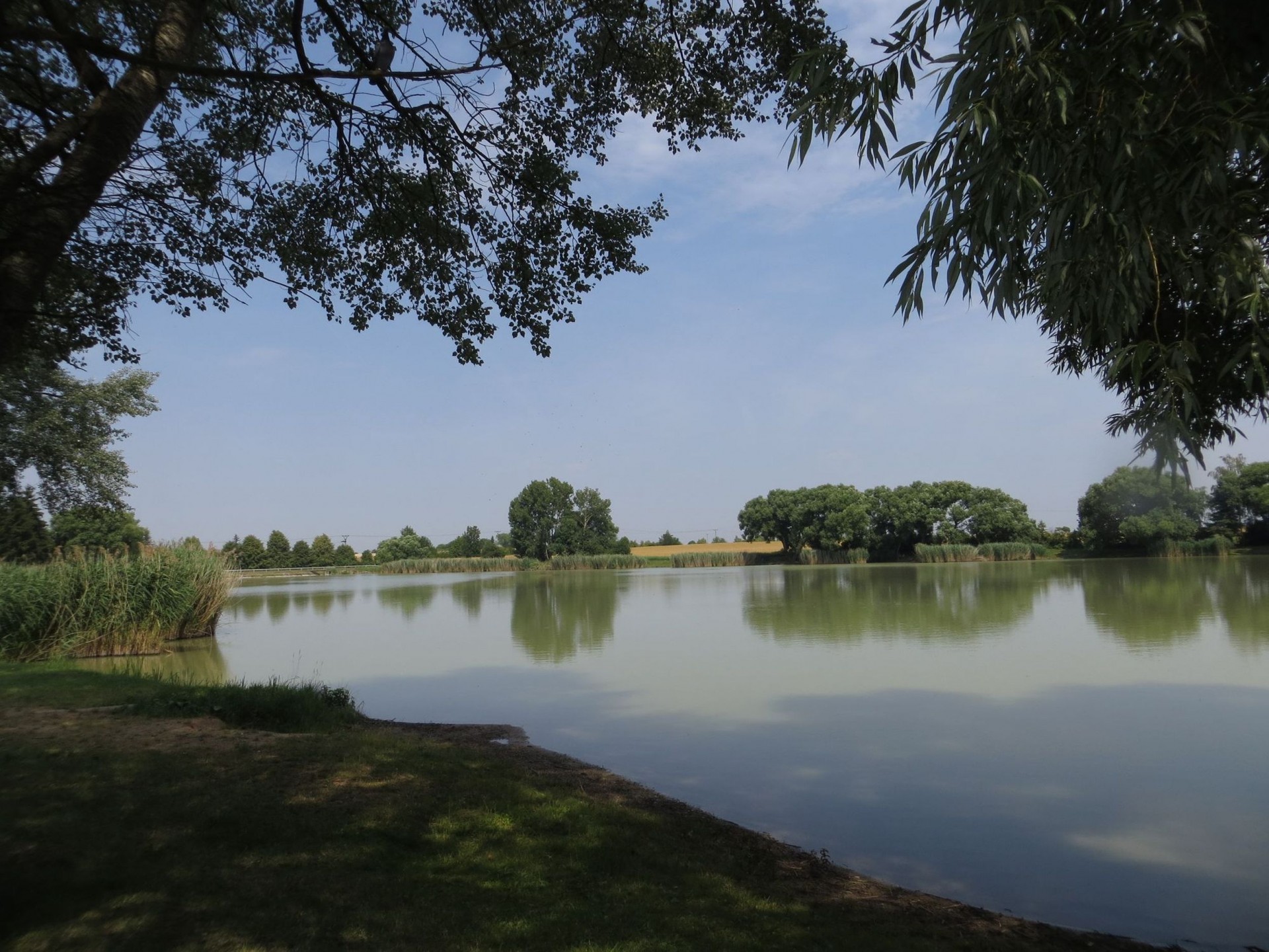 pond water trees free photo