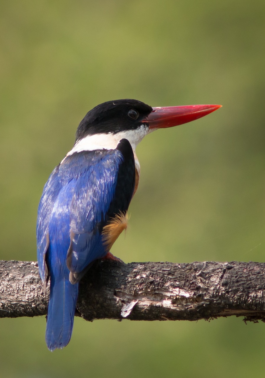 kraten fish-eating birds nature free photo