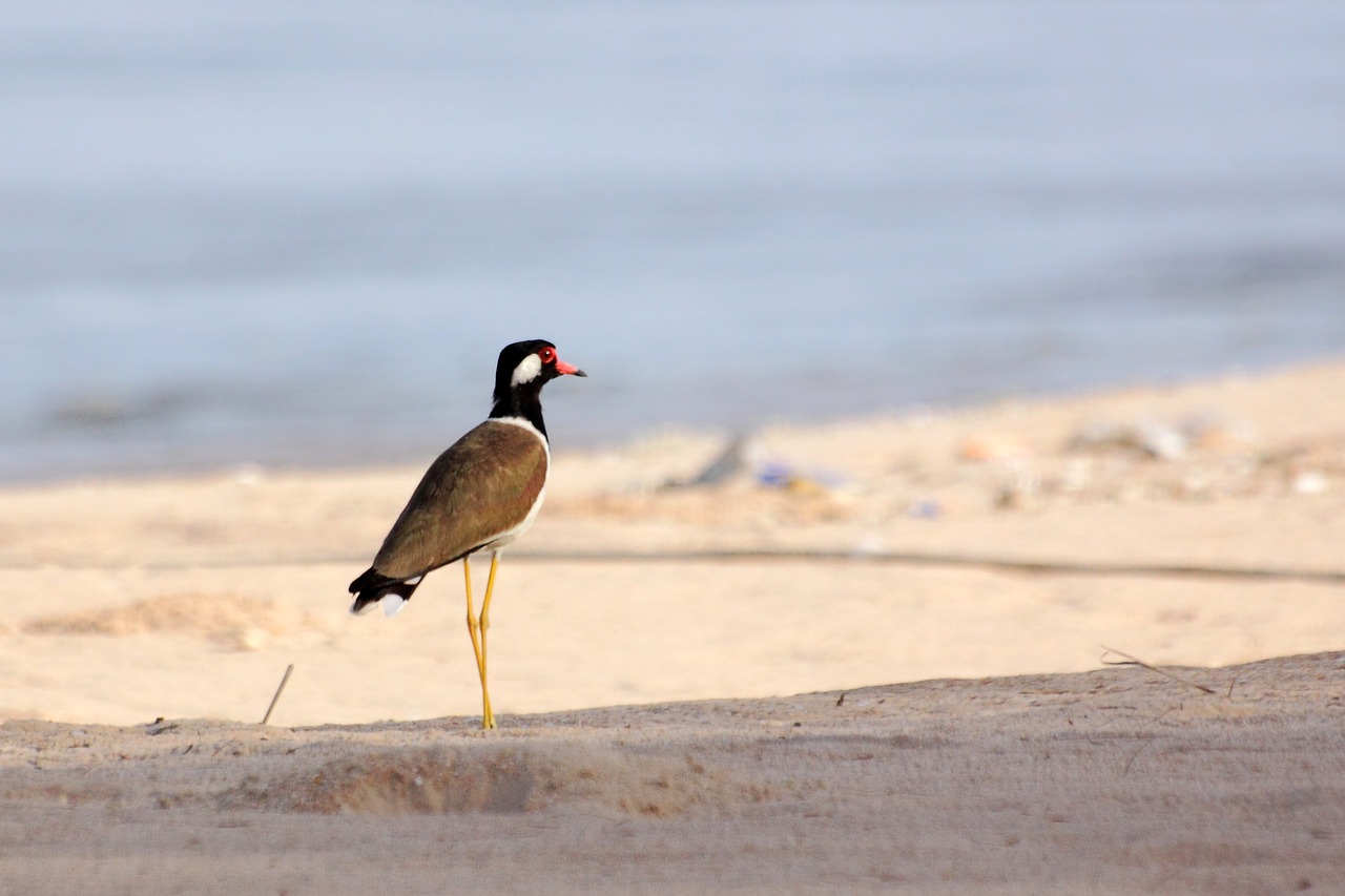 kraแtแtgแwgd sandy beach sea free photo