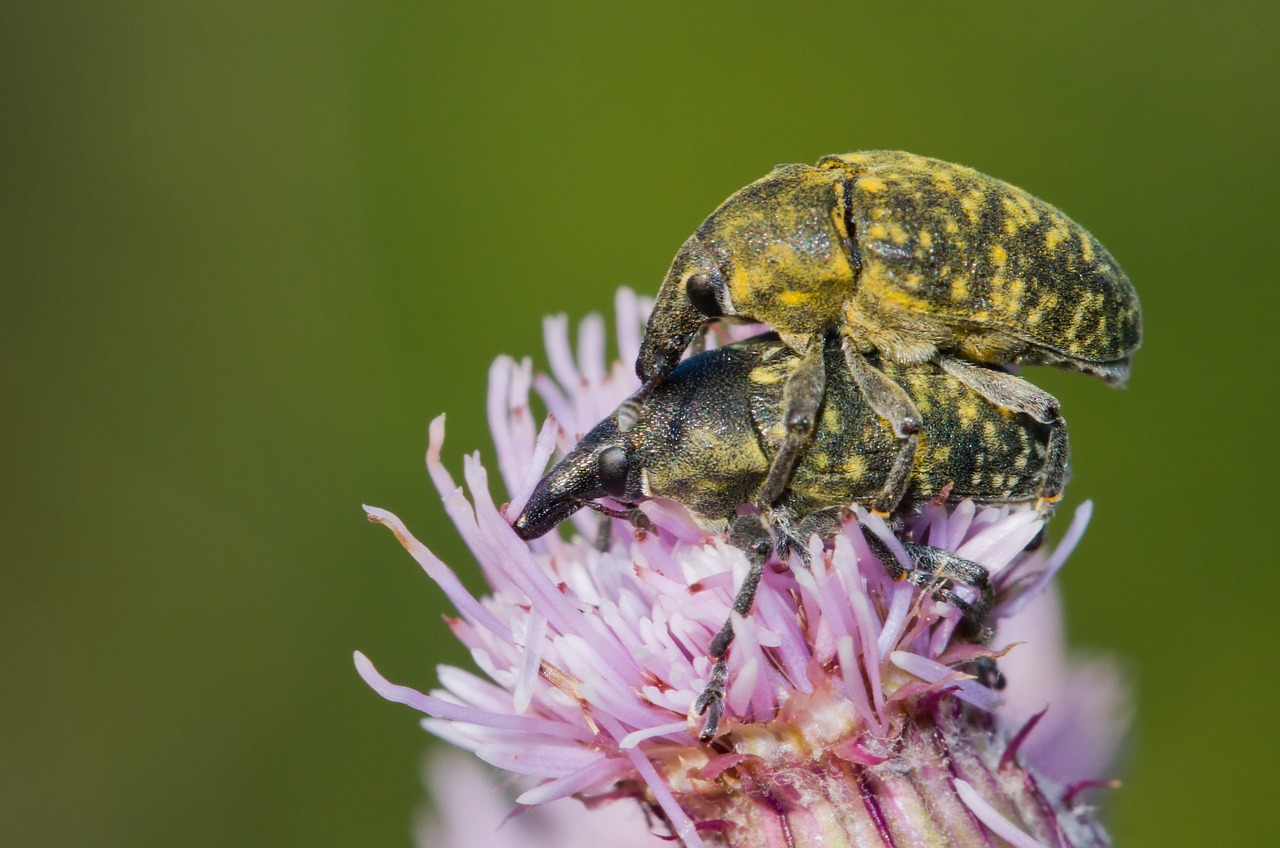 kratzdistelrüssler beetle pairing free photo