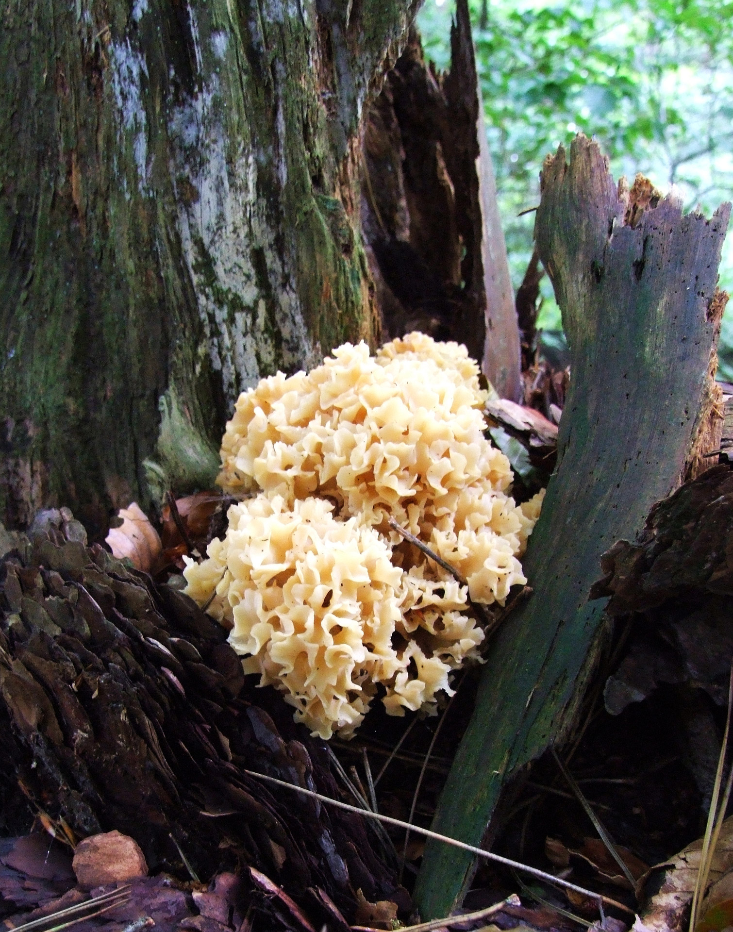 mushroom forest autumn free photo