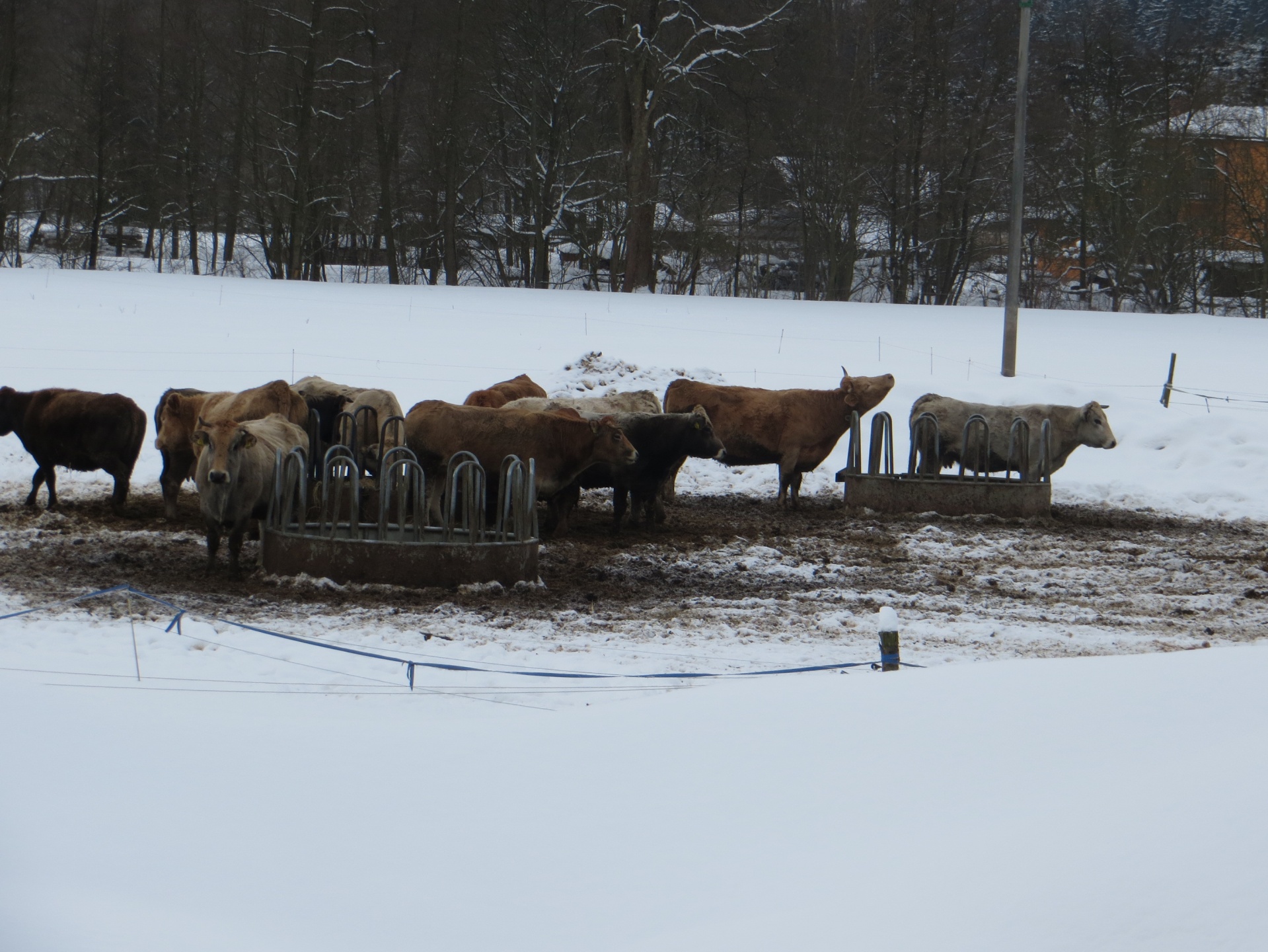 cows winter snow free photo