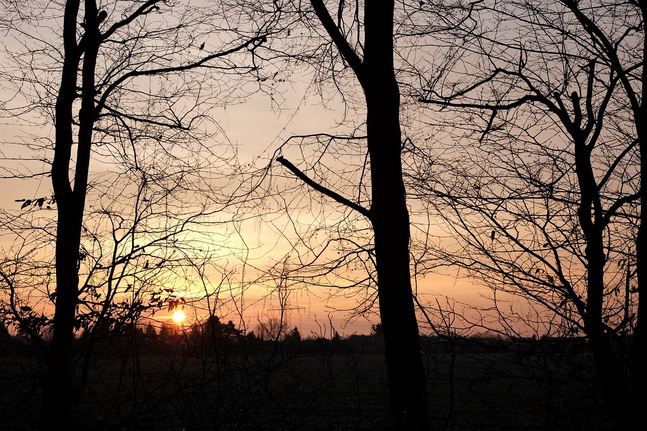 krefeld sunrise trees free photo