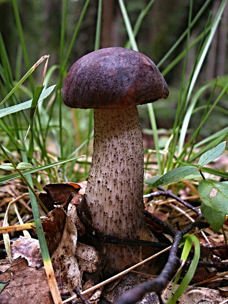 křemenáč forest fungus free photo