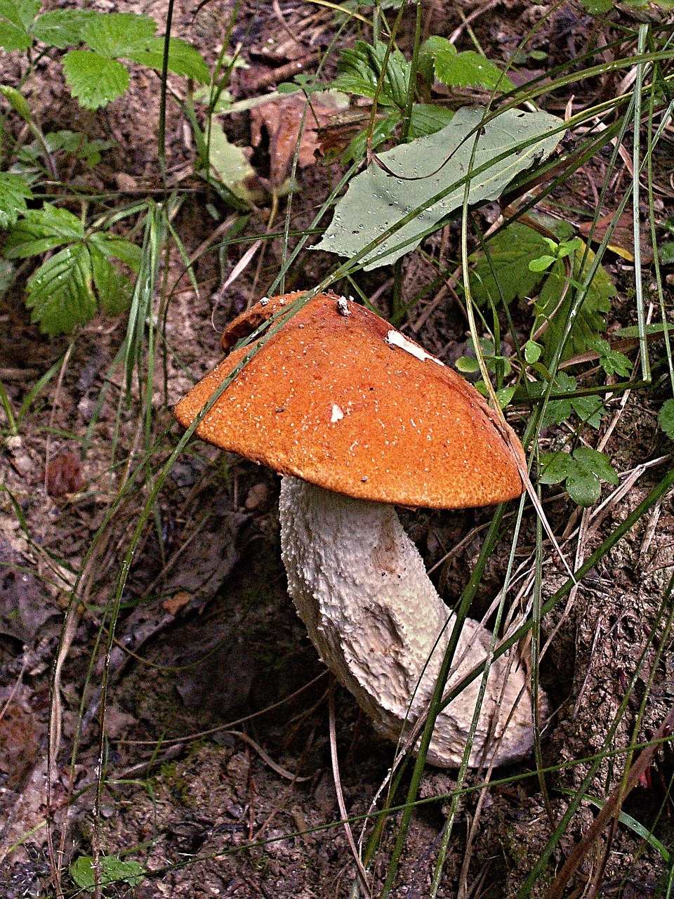 křemenáč birchen fungus free photo