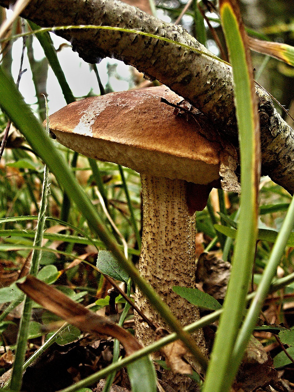 křemenáč berezova forest fungus free photo