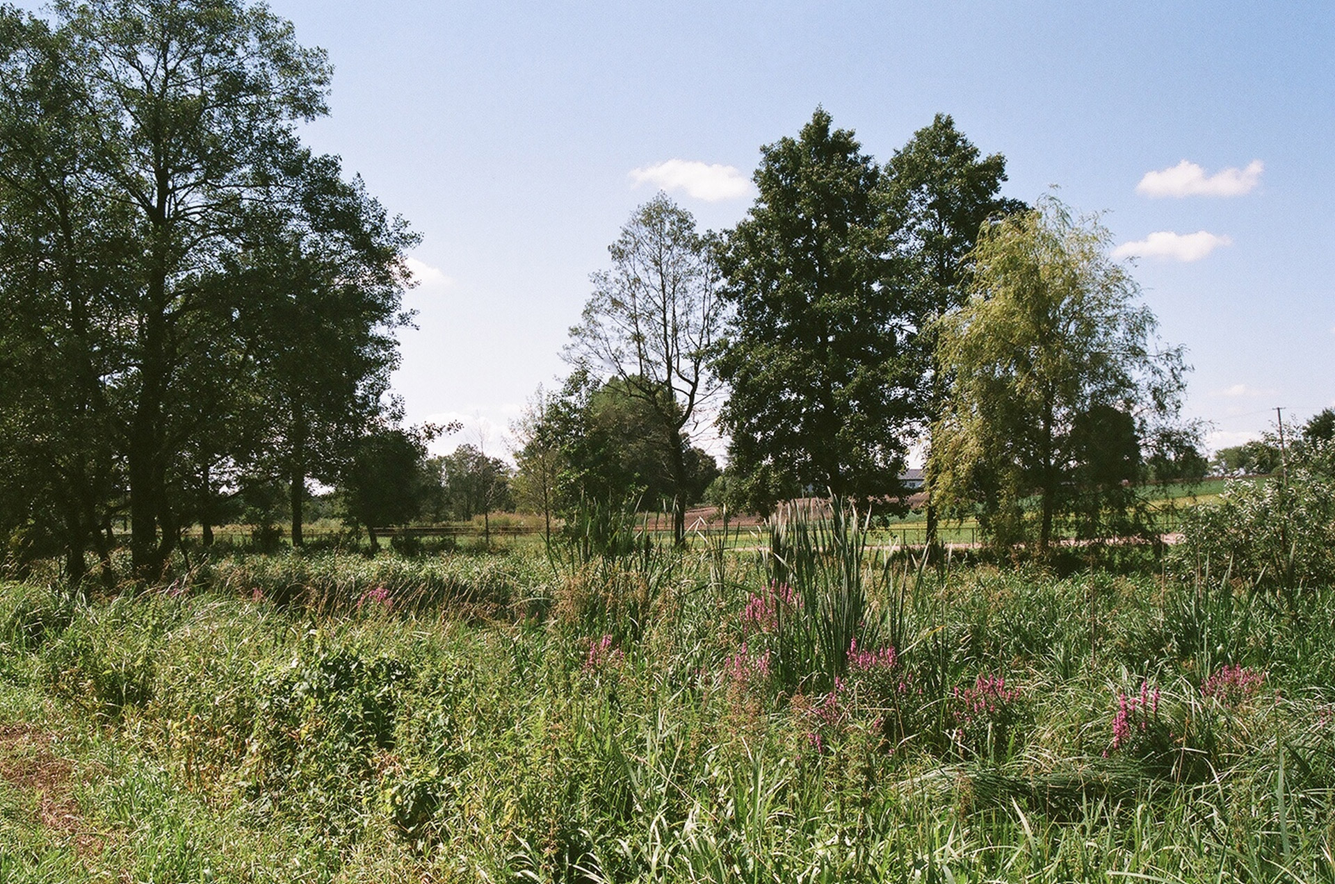 meadow tree kreznica free photo