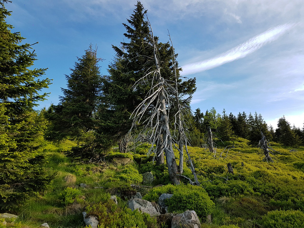 krkonoše giant mountains mountains holiday free photo