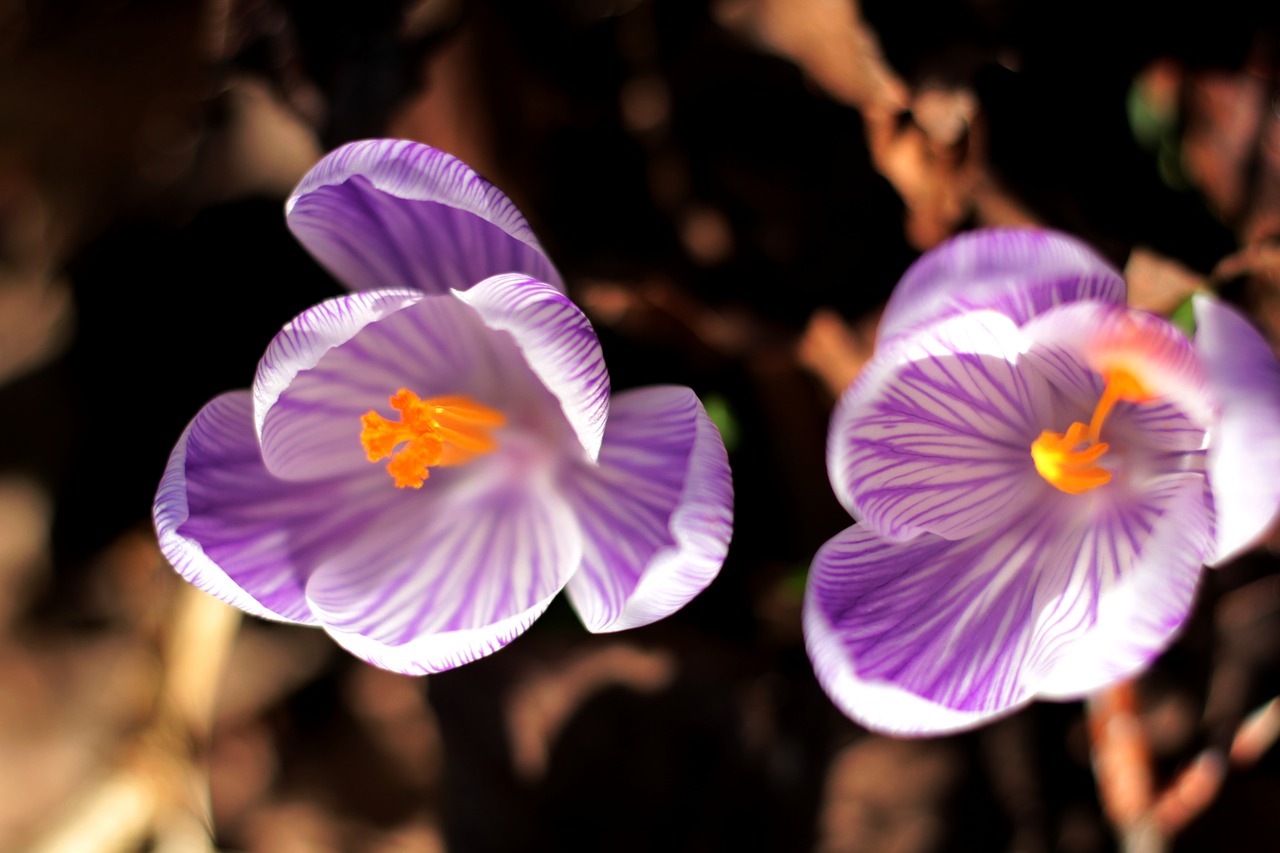 krocus  striped  stamens free photo