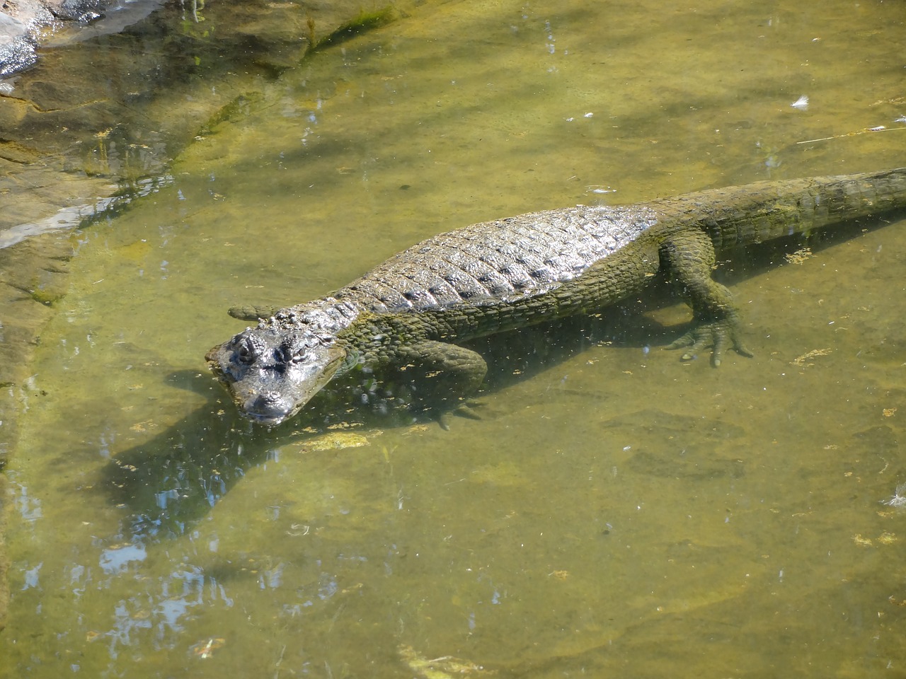 alligator animal safari free photo