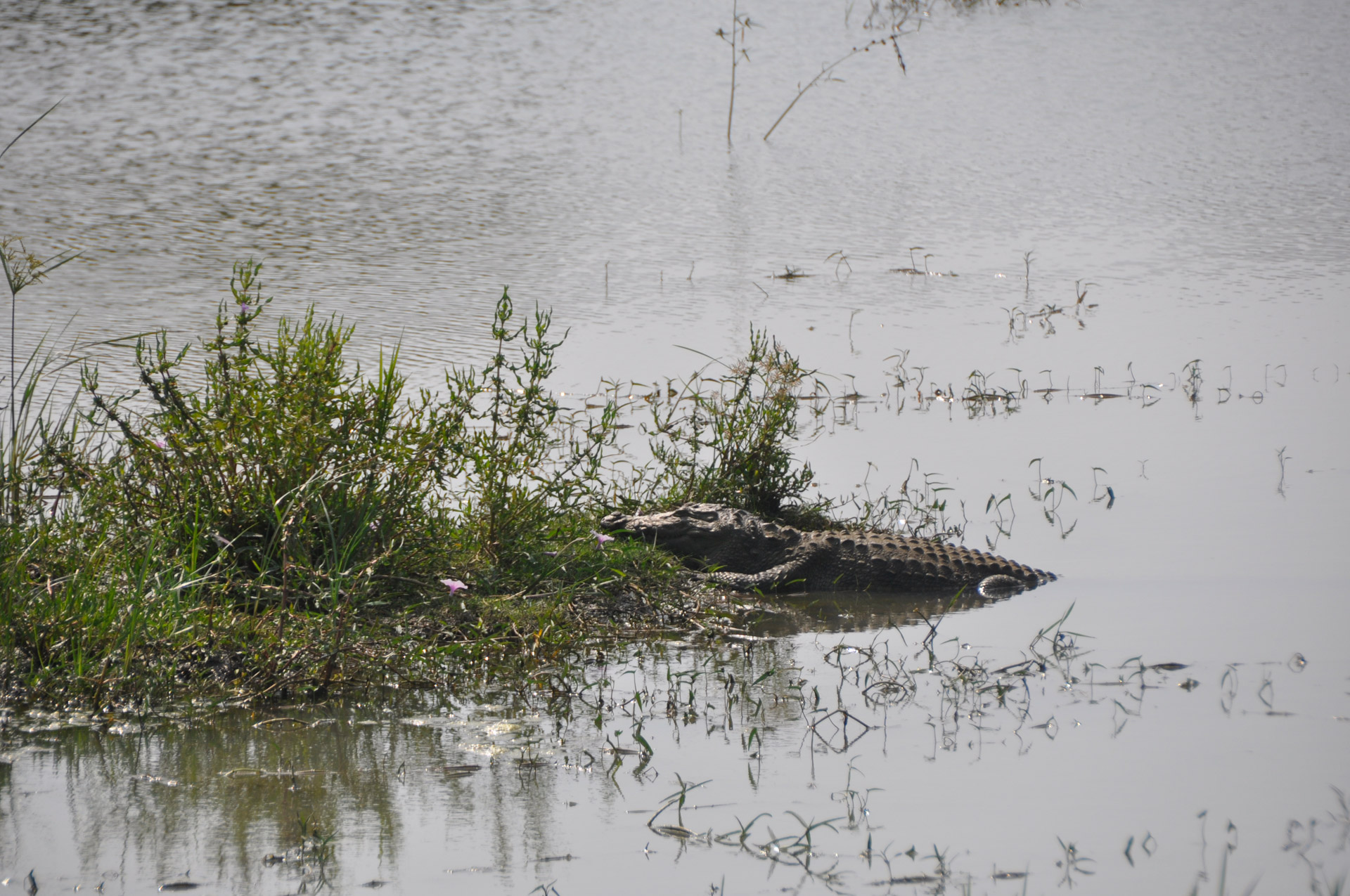 sri lanka crocodile free photo
