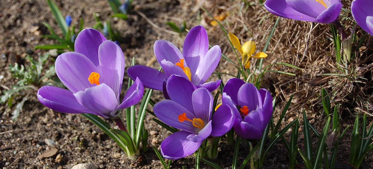 krokus spring flower free photo